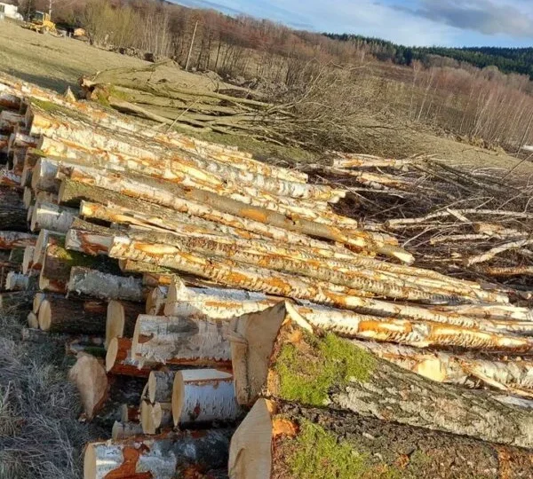 Birkenrundholz – Halbe LKW-Ladung 22,5 m³ (22,5 RM)