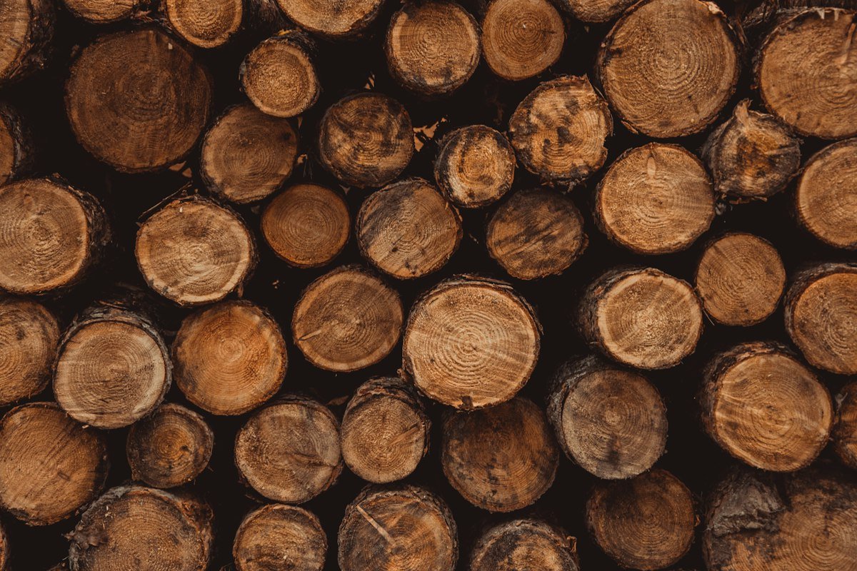 Extrémités de rondins de différentes essences vues de face, avec leurs cernes de croissance