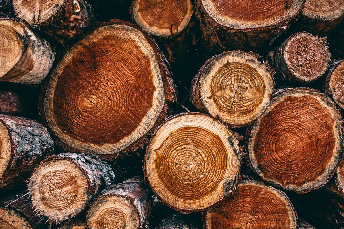 Sections de troncs de bois dur à écorce épaisse, aux cernes rougeâtres bien visibles