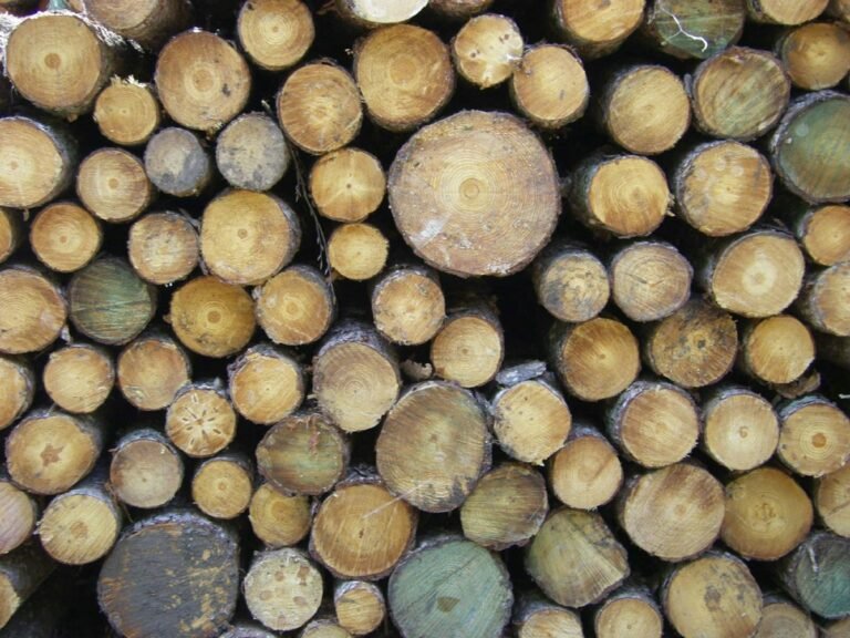 Pile de rondins de bois clair à écorce lisse et grise, vus de face