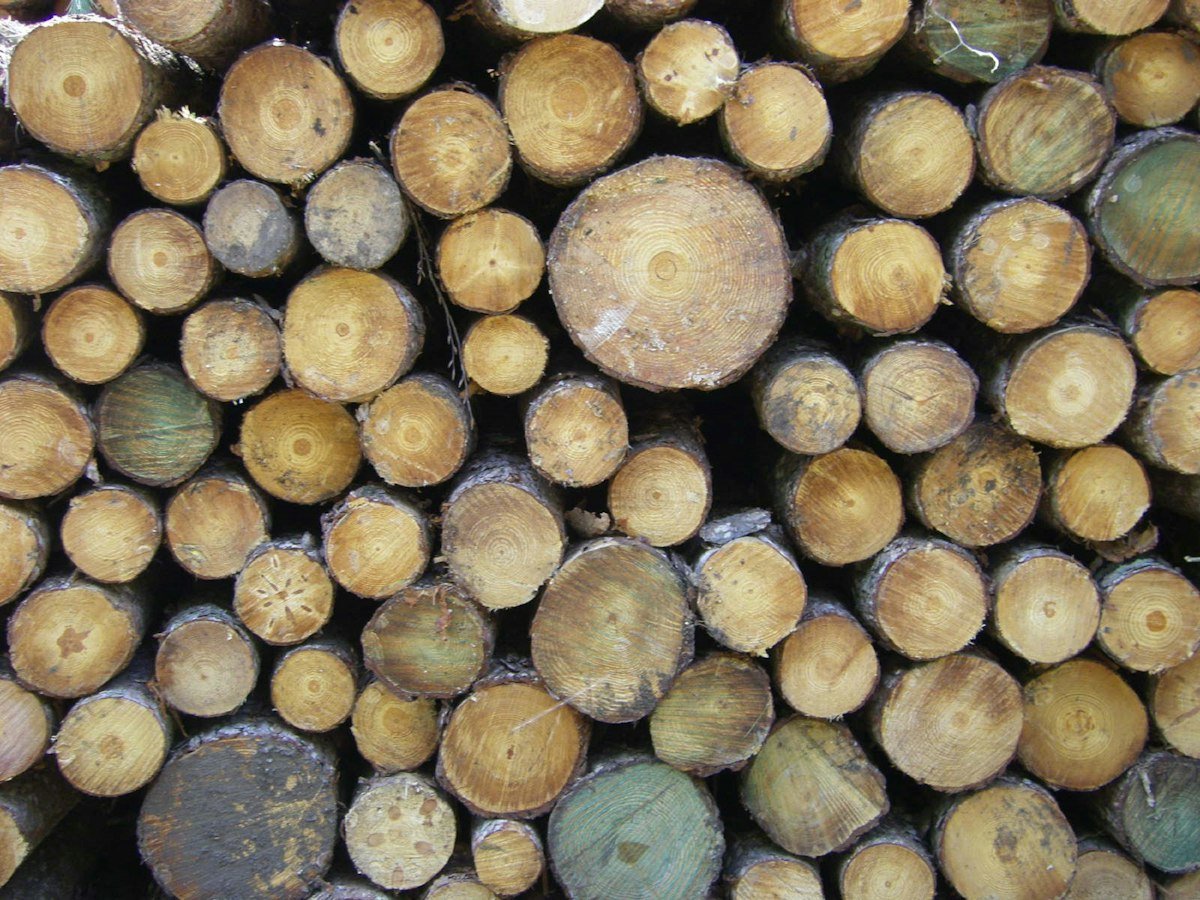 Pile de rondins de bois clair à écorce lisse et grise, vus de face